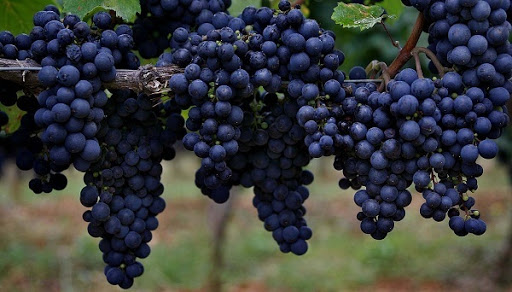 CÁCH GIÚP CUỘC SỐNG CỦA BẠN TRỞ LÊN PHONG CÁCH HƠN – HÃY THƯỞNG THỨC RƯỢU VANG